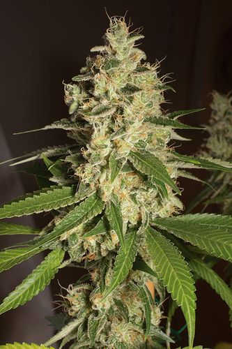An image of Raspberry Diesel