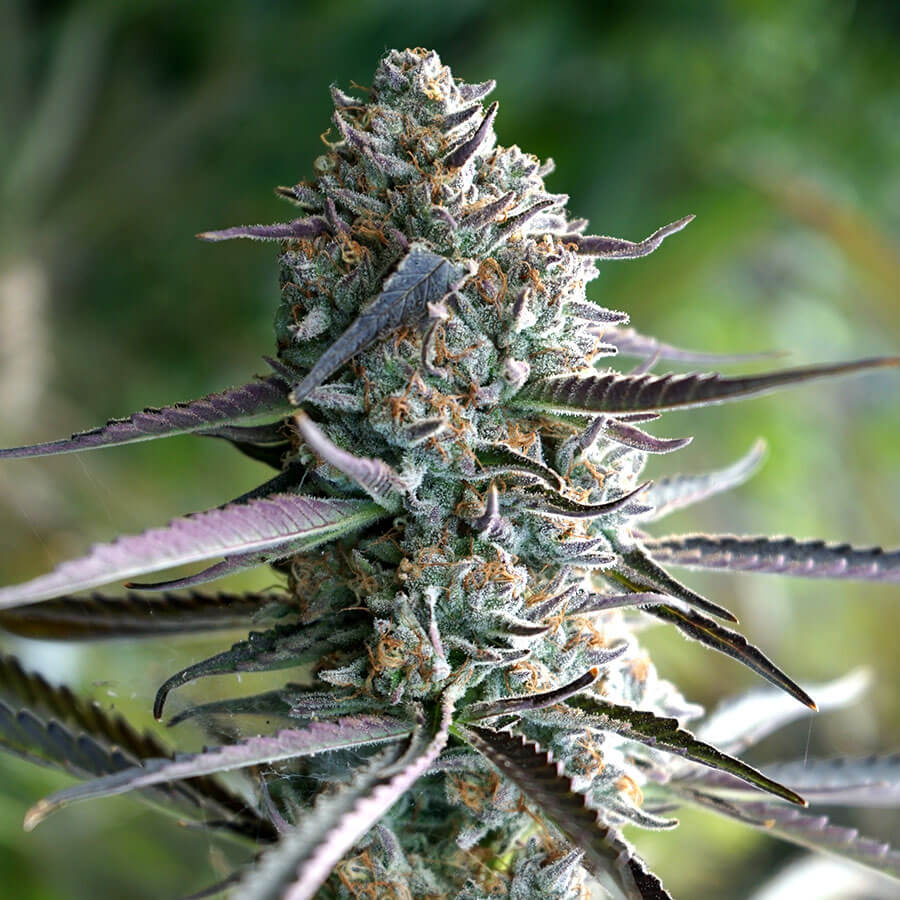 An image of Runtz Fast Flowering