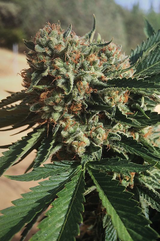 An image of Sapphire OG