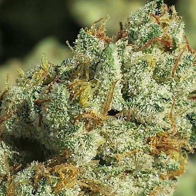 An image of Sapphire Scout