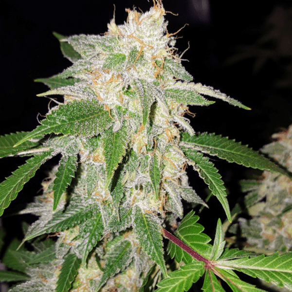 An image of Sour Lemon OG