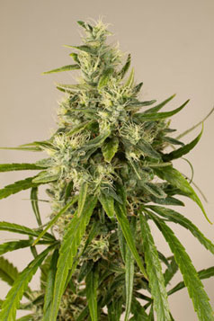 An image of Trainwreck