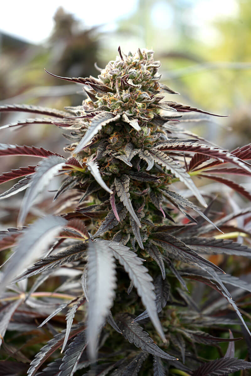 An image of White Runtz Fast Flowering