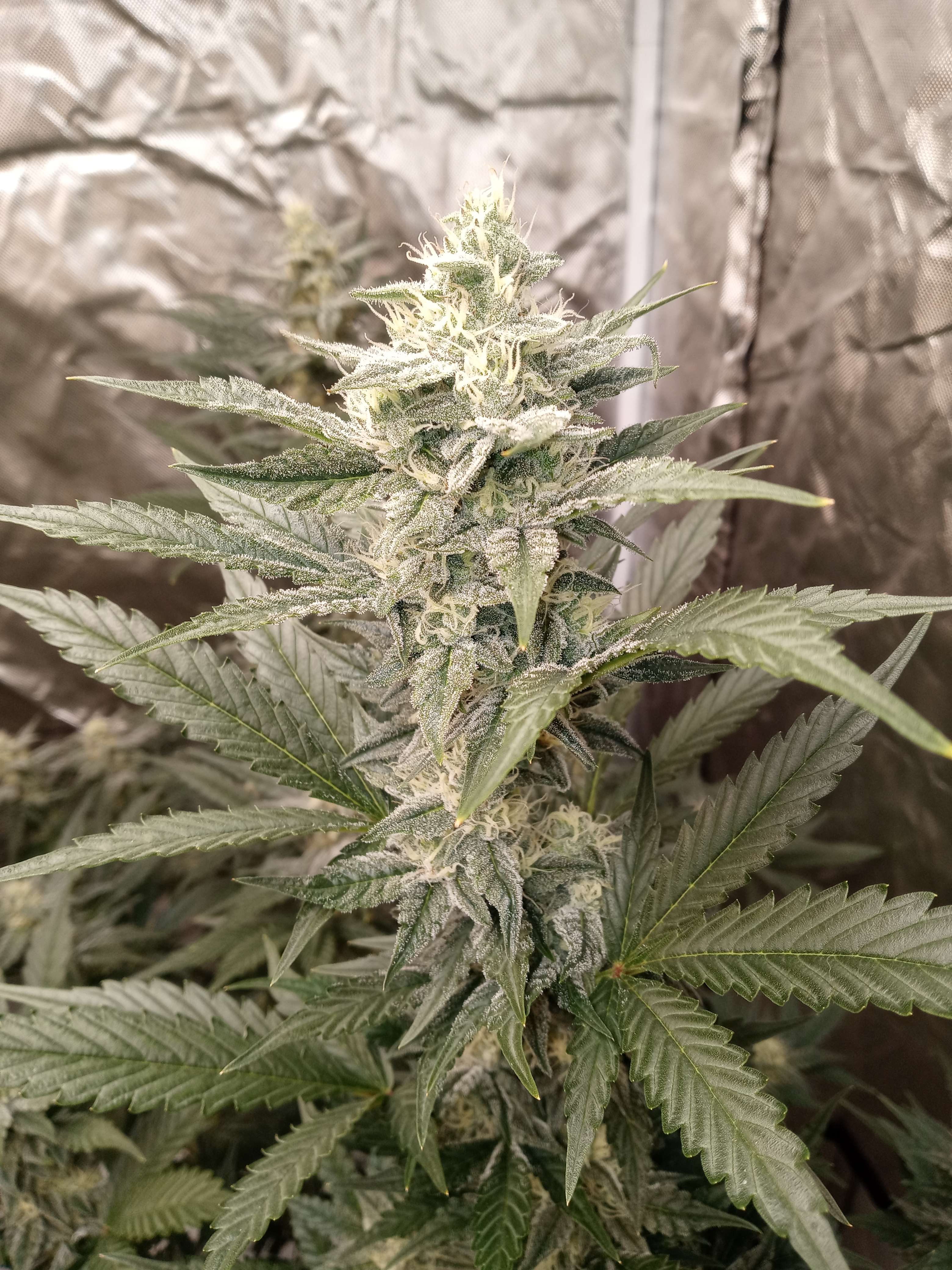 An image of Gamma Cheeze