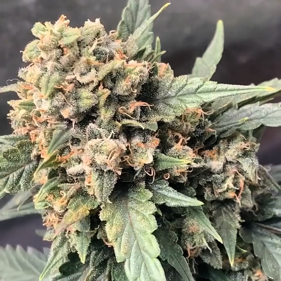 An image of Ursula Berry F3