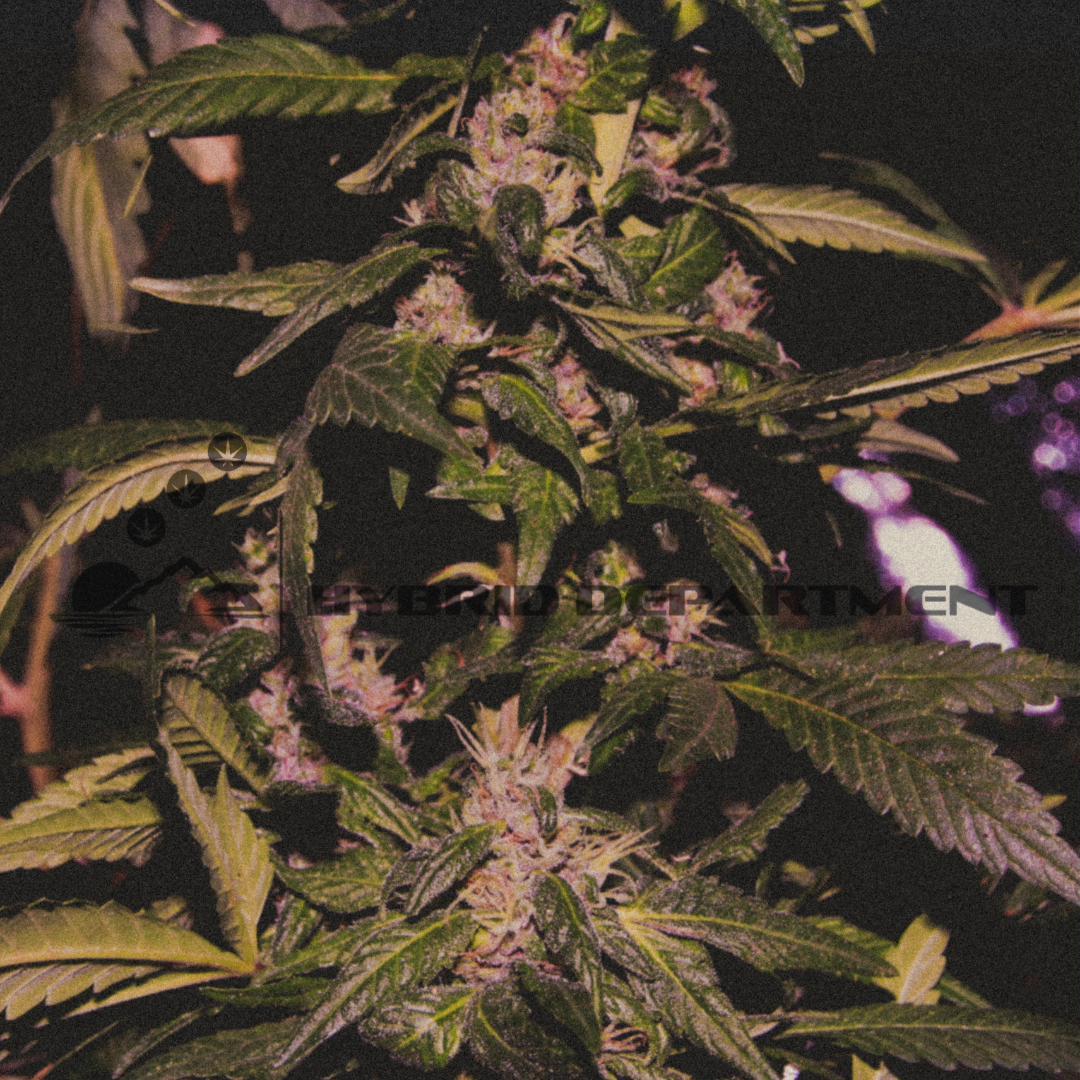 An image of Black Kandy Kush