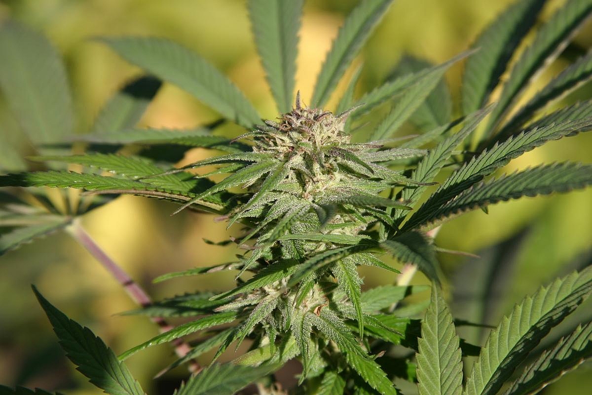 An image of Amnesia x Hashplant 2