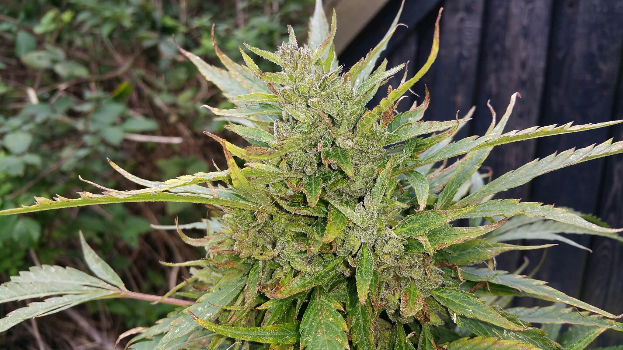 An image of Danish Pot