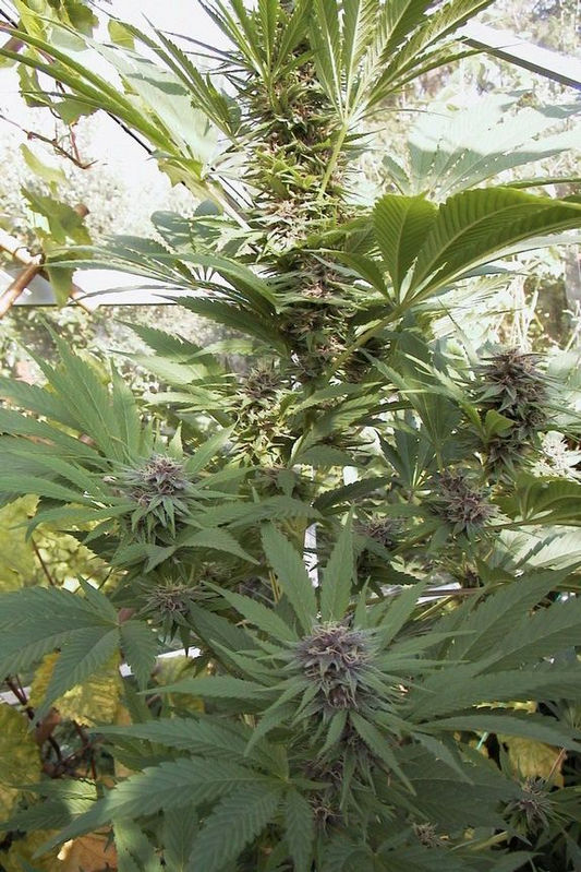 An image of Green Erdpurt
