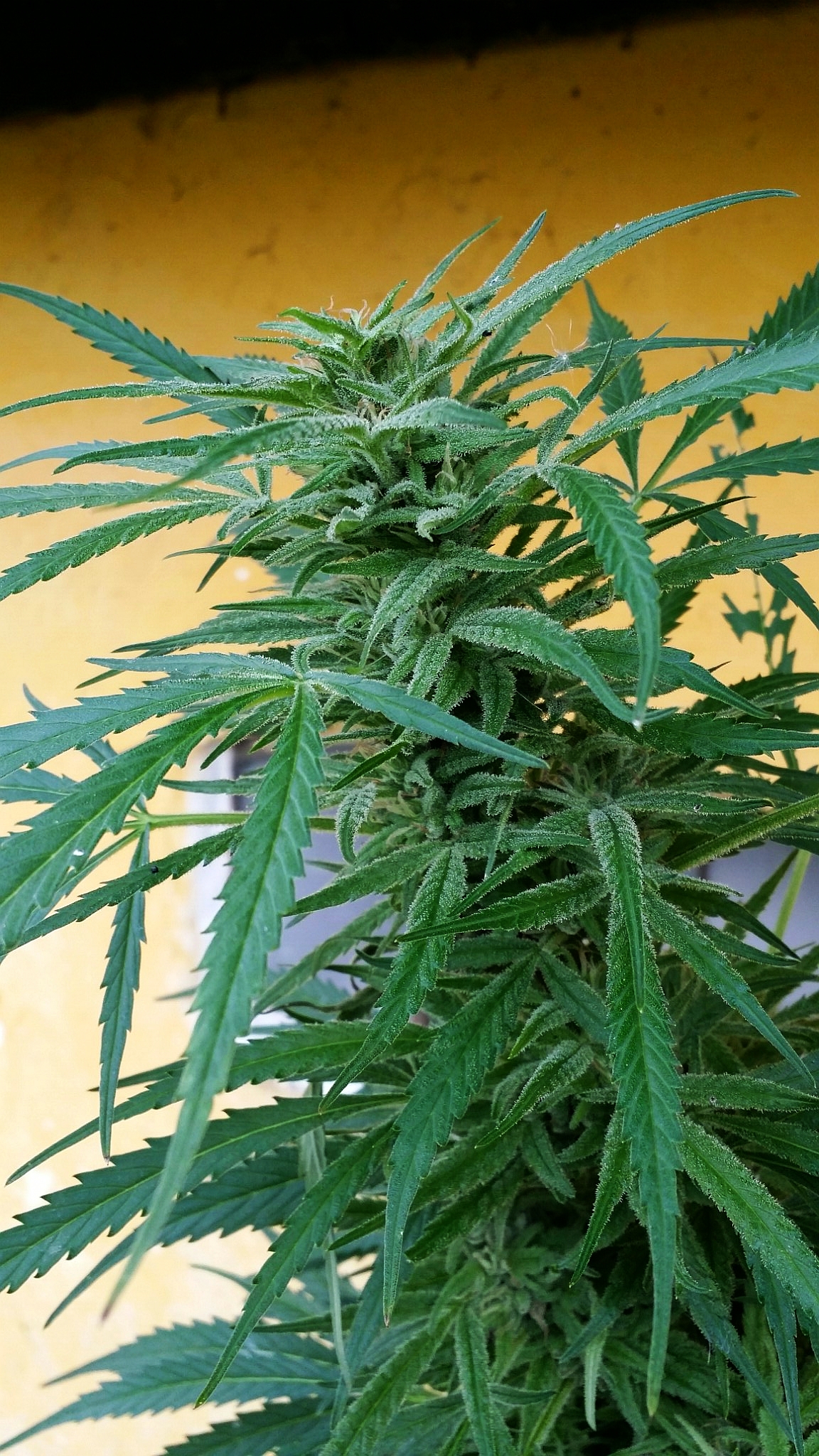 An image of Guerilla Gold