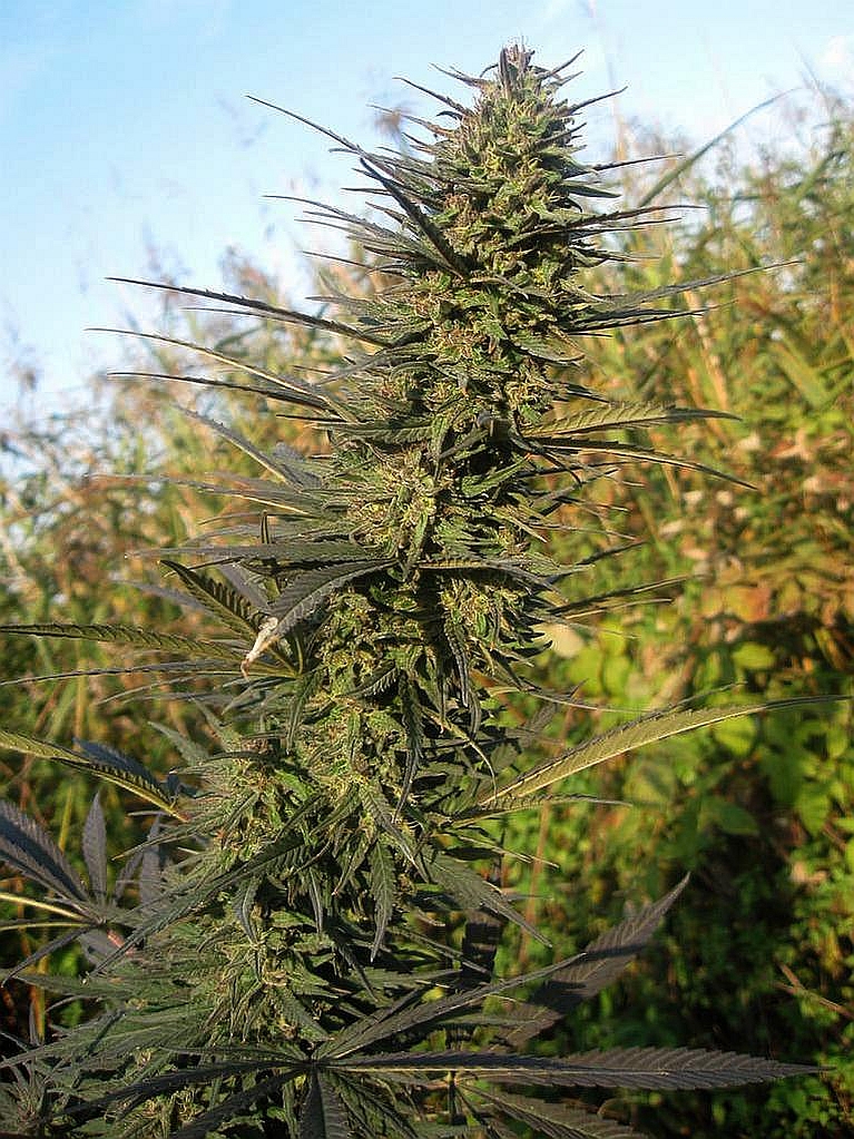 An image of Hashplant 2