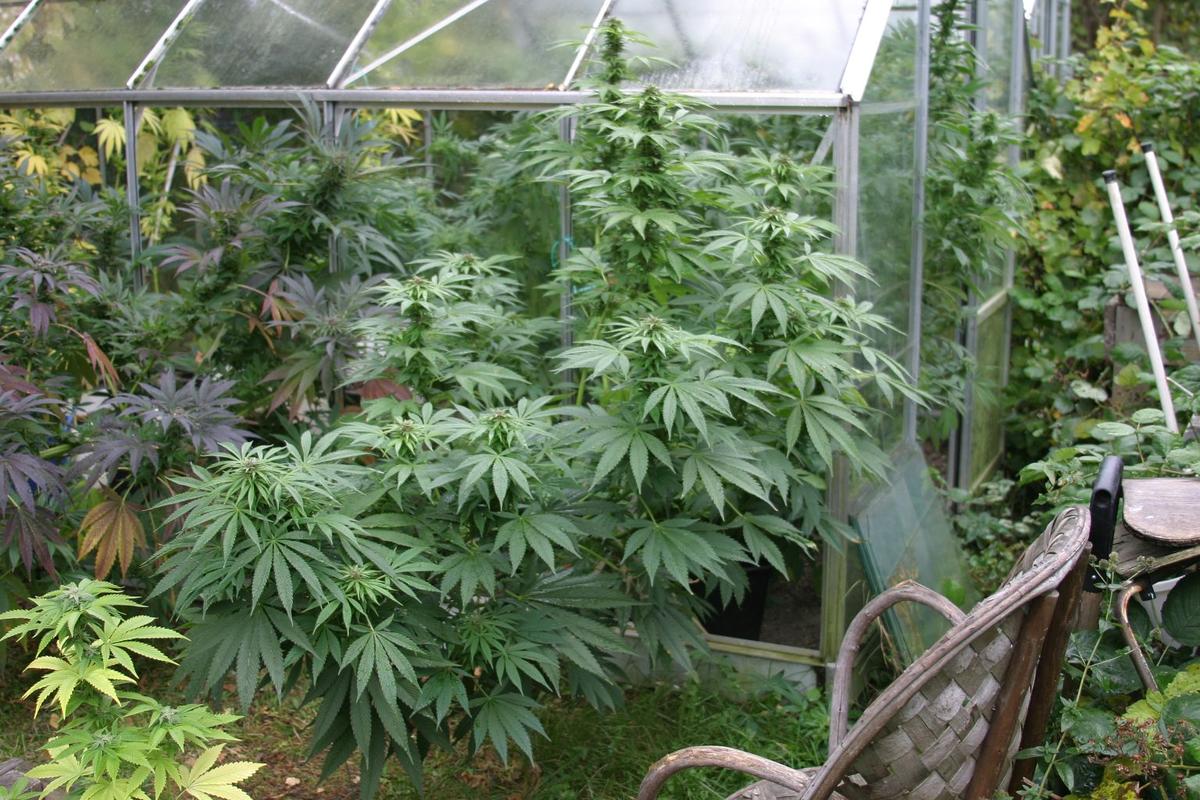 An image of SSSDH x Hashplant 2