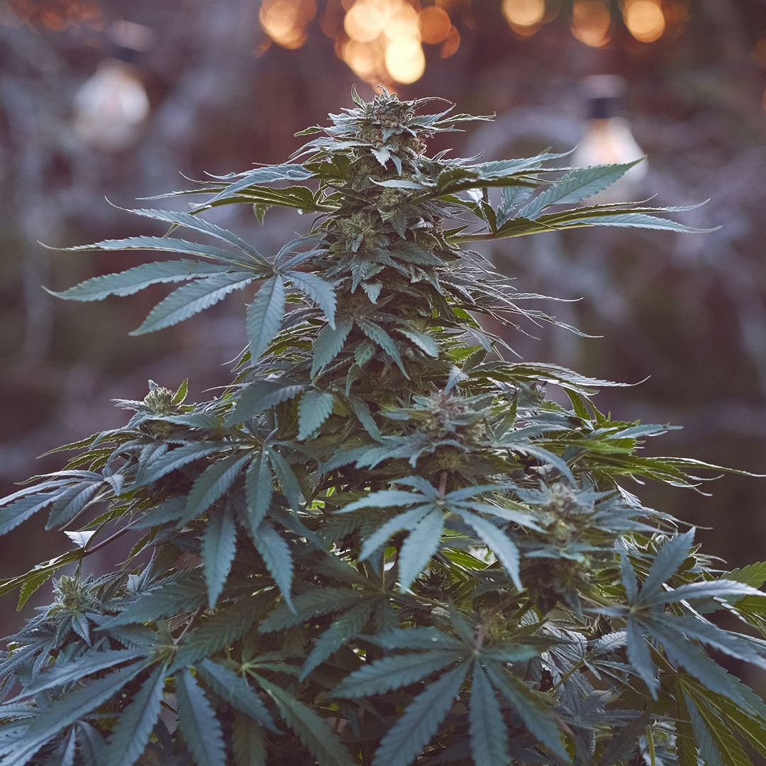 An image of Kona Gold