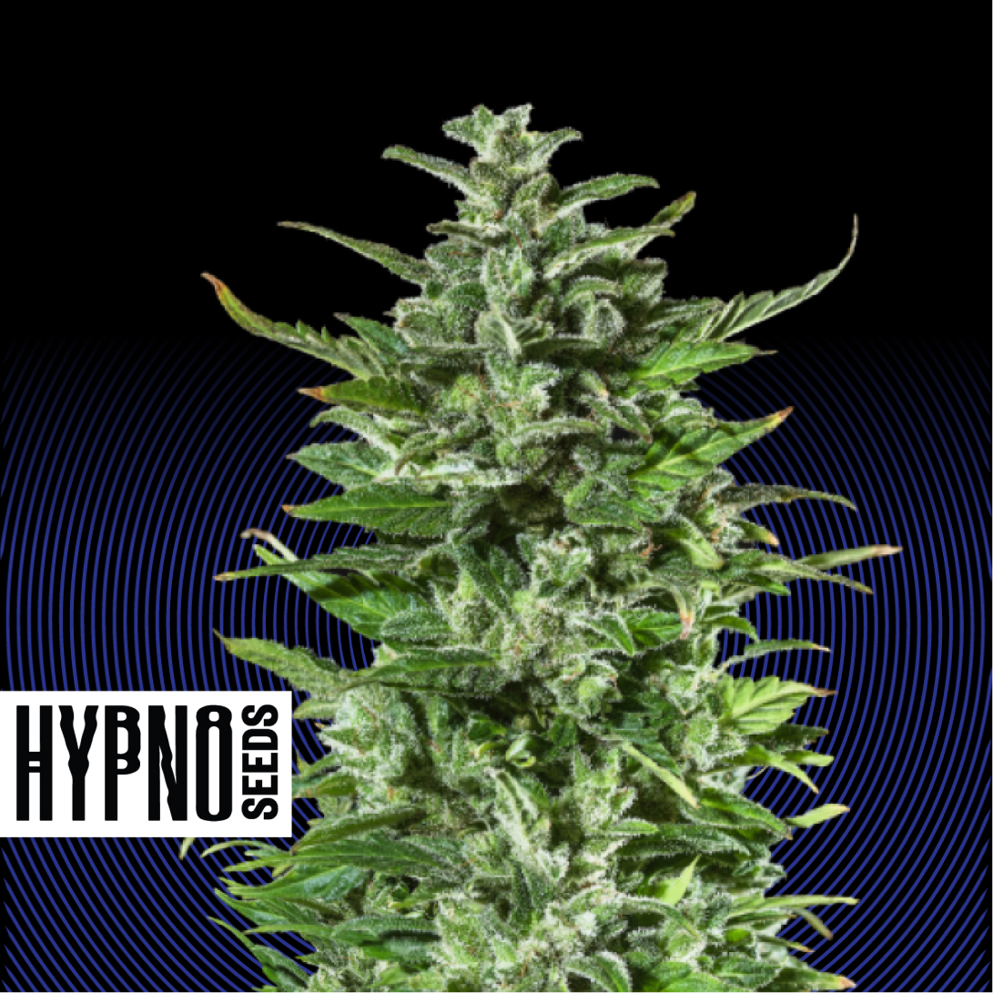 An image of Dr Hypno CBD