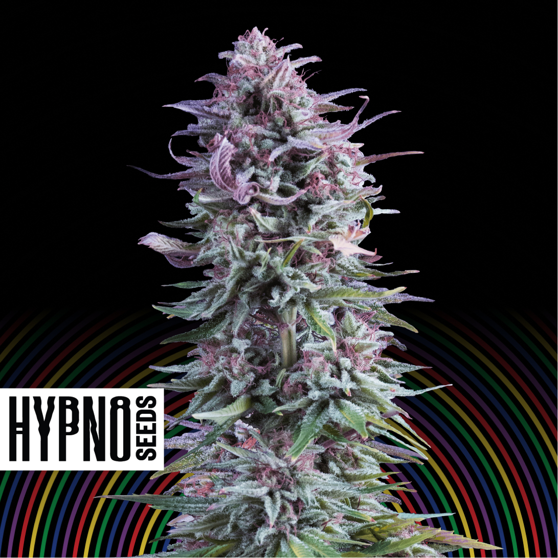 An image of Hypno Zkittlez