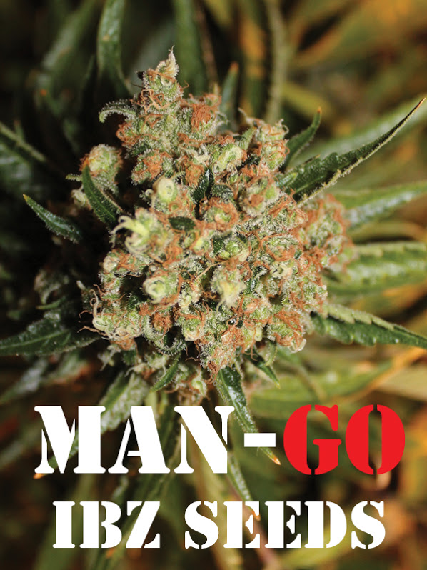 An image of Man-Go