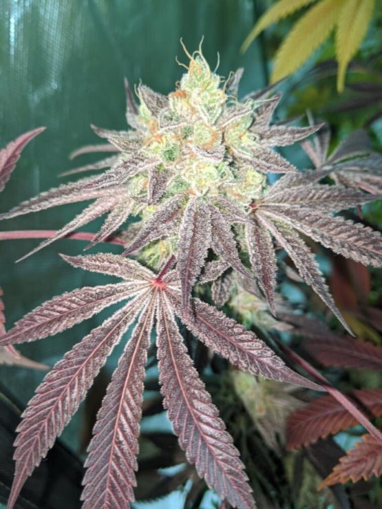 An image of Coco Loco