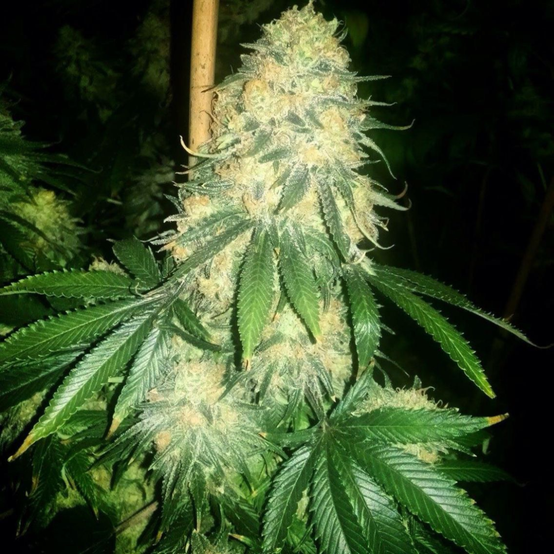 An image of Kentucky Wonder