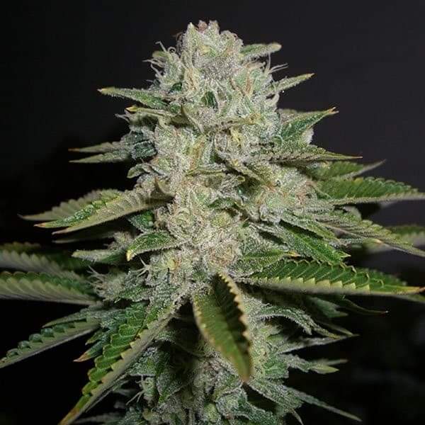 An image of Road Kill Skunk BX1