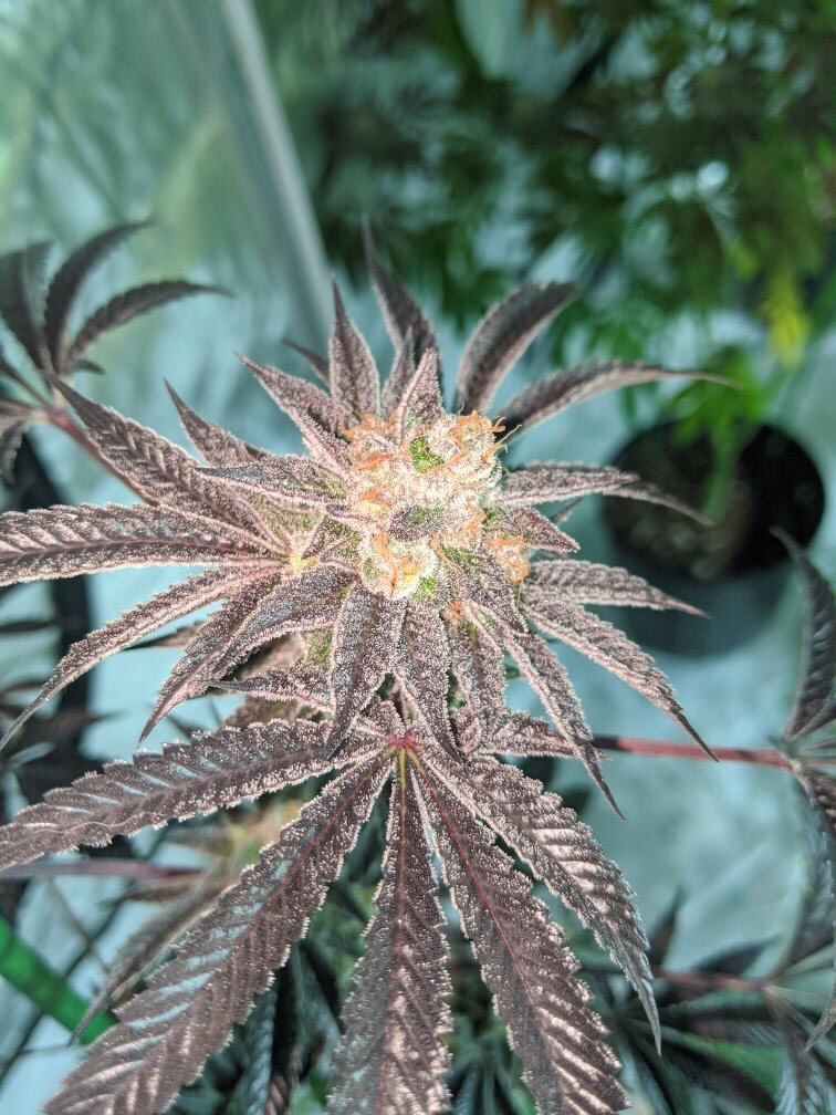 An image of Strawberry Cannonball