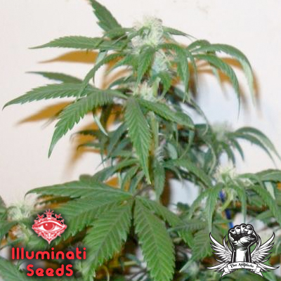 An image of 4 Horseman Haze