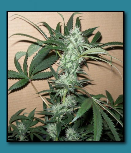 An image of Blueberry OG