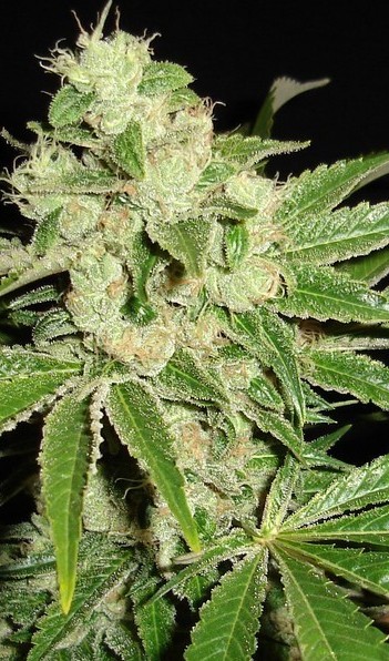 An image of Headband BX