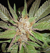 An image of Nightcap