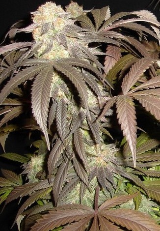 An image of Pre98 Bubba Kush BX