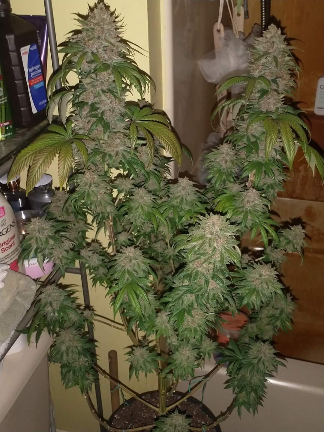 An image of Arctic Widow
