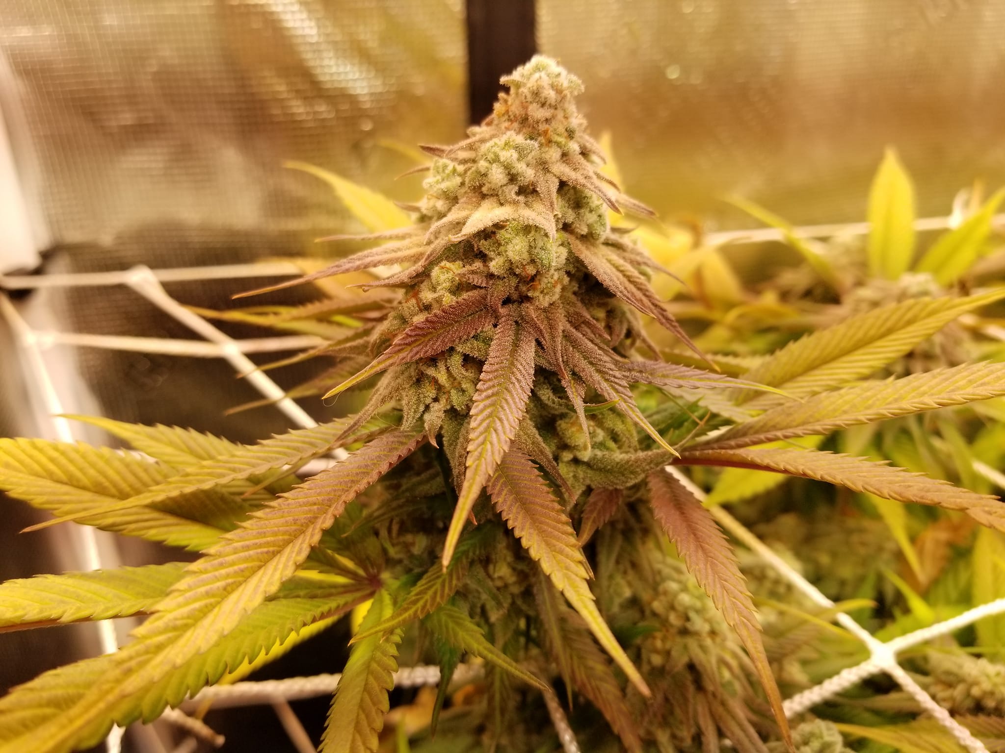 An image of Ares Cherries