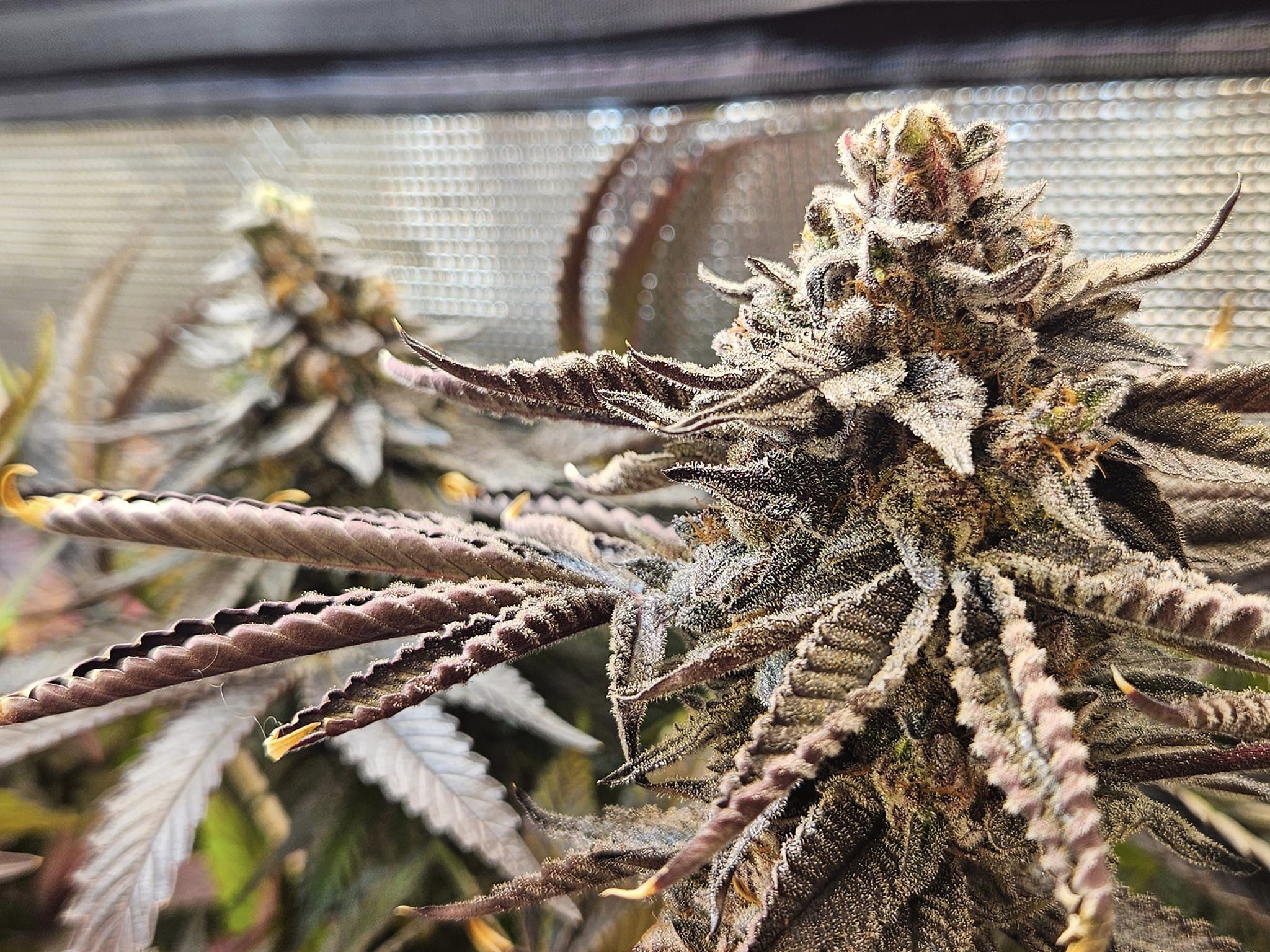 An image of Puff-A-Licious