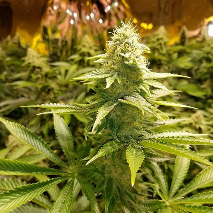 An image of Alien Breath