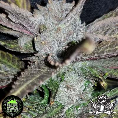 An image of BlackCherry Punch