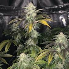 An image of Cavity Kush