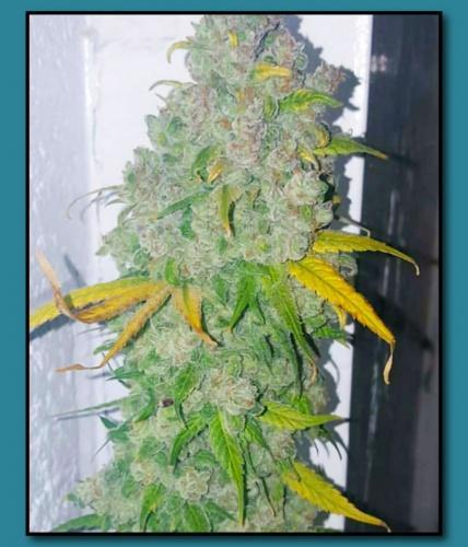 An image of Cherry Gorilla