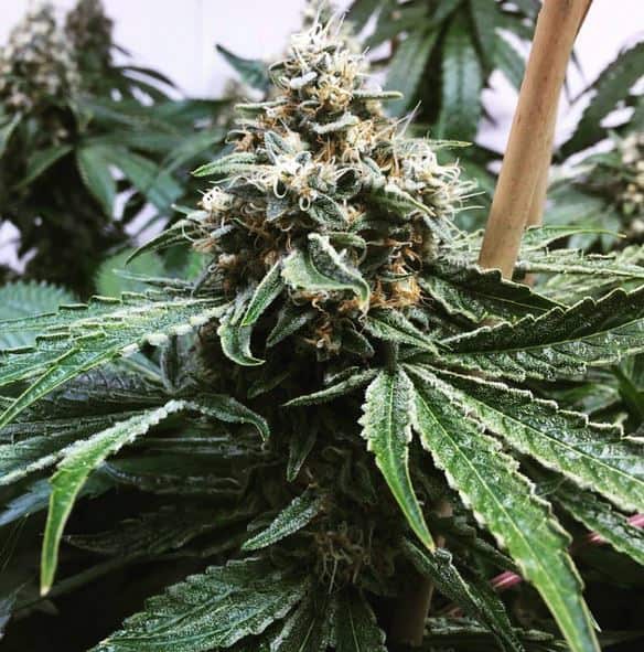 An image of Cherry Tahoe