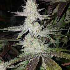 An image of Colossal Cookies