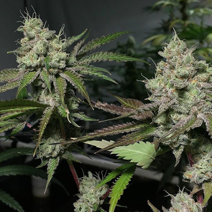An image of Crystal Cookies