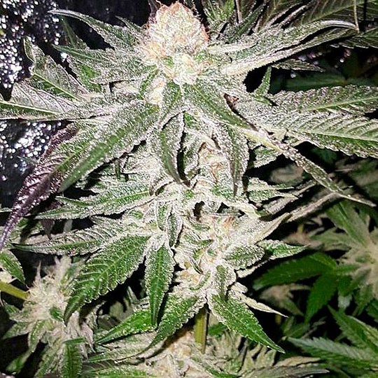 An image of Mother of All Cherries