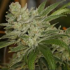An image of Platinum Giant