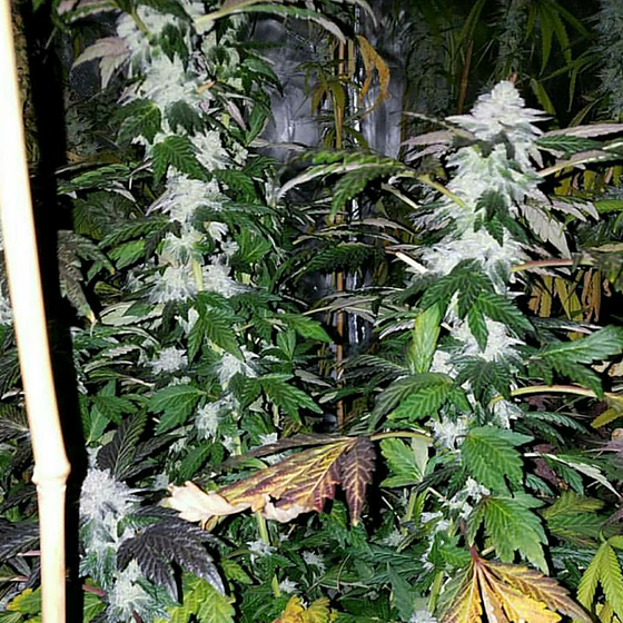 An image of Platinum Gorilla