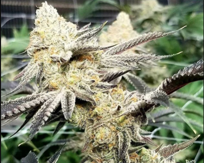 An image of Platinum Scout V2
