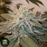 An image of Sherba Frost