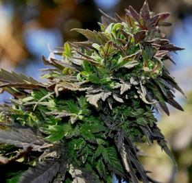 An image of Baghland Province Broadleaf