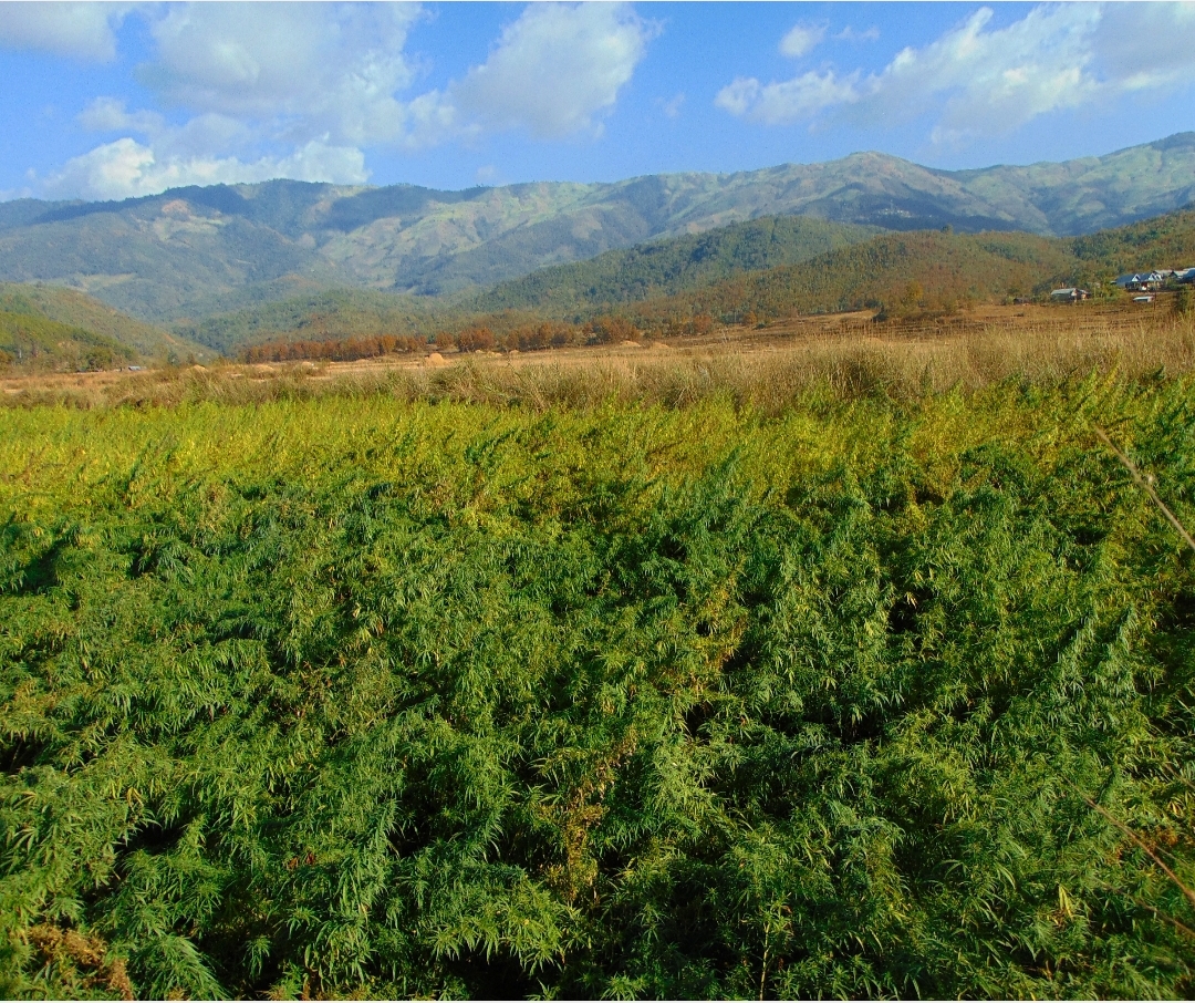 An image of Eastern Manipur-Burma