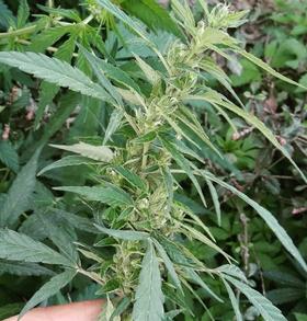 An image of Kashmiri Sativa