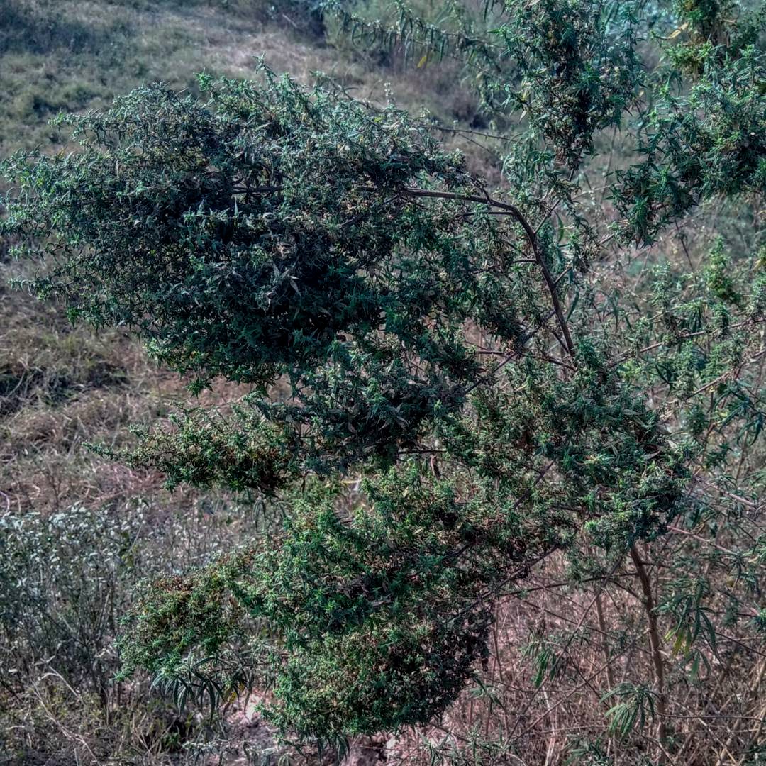 An image of Suratgarh