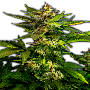 An image of Black Kush Auto