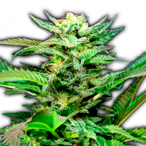 An image of Double Kush